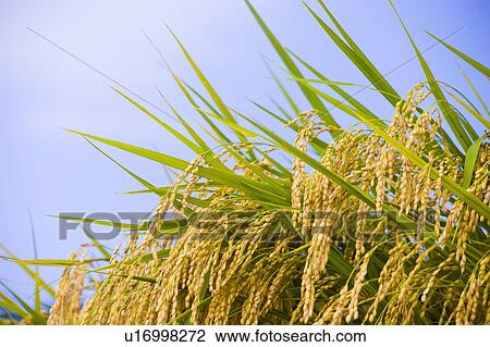 Stock Image - Close up of rice growing in a rice paddy. Fotosearch