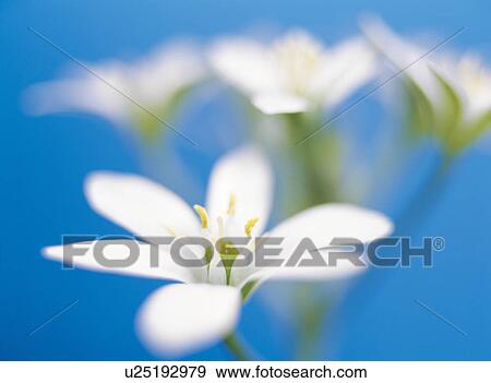 Stock Photo - Close-Up of Star-of-Bethlehem. Fotosearch