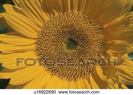 Stock Image - Close-up of Sunflower. Fotosearch