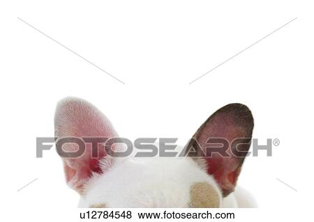 Stock Photo - Close-up of the ears of a dog. Fotosearch