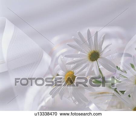 Close-up of white flowers and a ribbon View Large Photo Image Stock Image - Close-up of white flowers and a ribbon. Fotosearch