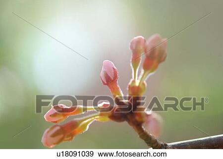 Stock Photo - Close-up up flower buds on a cherry tree. Fotosearch