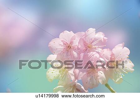 Stock Photo - Close-up up flowers on a cherry tree. Fotosearch