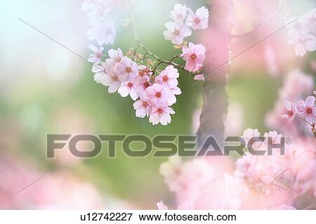 Stock Photo - Close-up up flowers on a rosebud cherry tree. Fotosearch