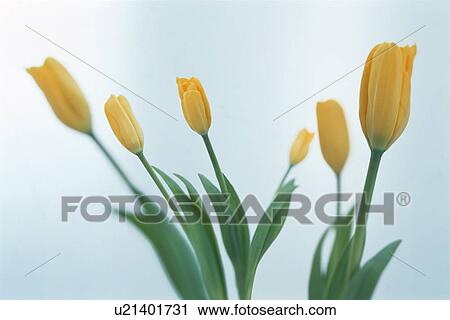 Closed yellow tulips View Large Photo Image Stock Image - Closed yellow tulips. Fotosearch
