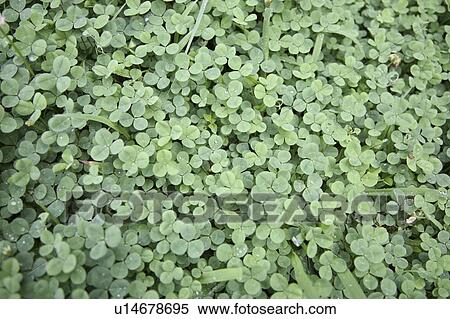 Stock Photography - Clover field. Fotosearch