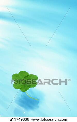 Stock Photograph - Clover floating on water. Fotosearch