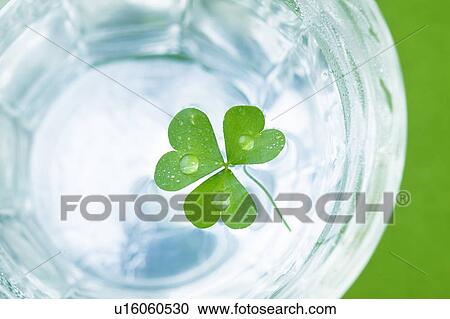 Clover leaf floating on glass of water, close up, green background View Large Photo Image Stock Image - Clover leaf floating on glass of water, close up, green background. Fotosearch