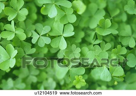 Stock Photo - Clover leaves, close up, full frame. Fotosearch