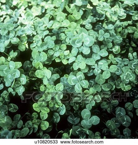 Stock Image - Clover leaves, full frame. Fotosearch