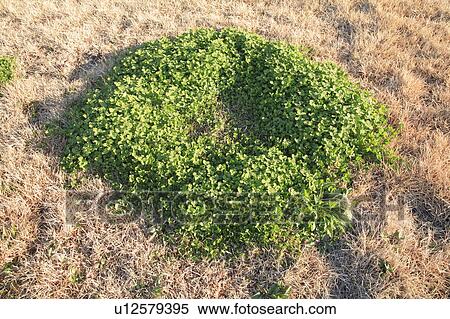Stock Photography - Clover leaves growing in circle, Tokyo prefecture, Japan. Fotosearch