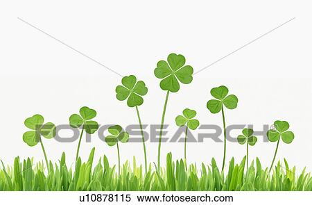 Stock Photography - Clover leaves, two four leafed clovers included, white background. Fotosearch