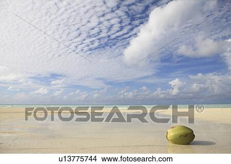Picture - Coconut in shallow water, Maldive Islands. Fotosearch