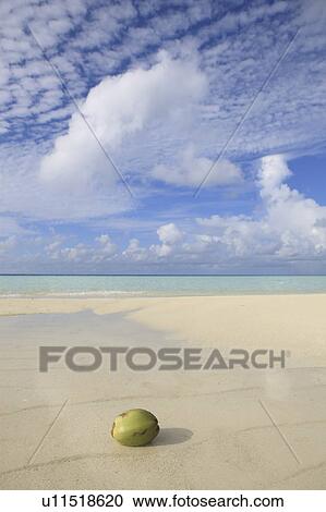 Stock Image - Coconut in shallow water, Maldive Islands. Fotosearch