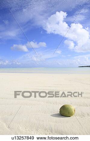 Coconut in shallow water, Maldive Islands View Large Photo Image Stock Photo - Coconut in shallow water, Maldive Islands. Fotosearch