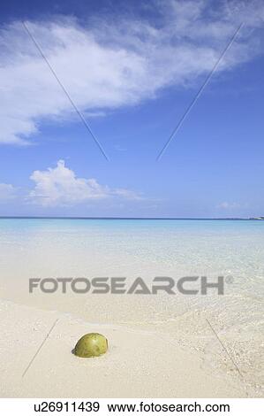 Stock Photo - Coconut in shallow water, Maldive Islands. Fotosearch