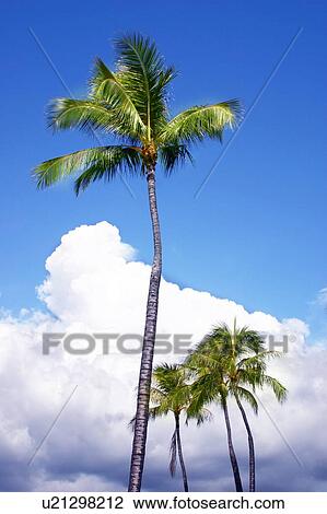 Coconut trees with blue sky and clouds View Large Photo Image Stock Image - Coconut trees with blue sky and clouds. Fotosearch