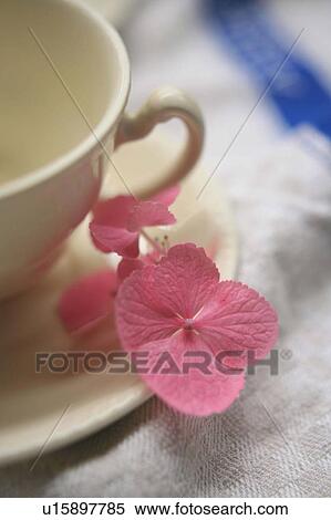 Stock Photography - Coffee cup and Hydrangea. Fotosearch