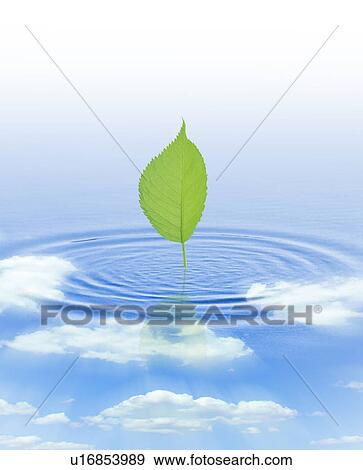 Computer Graphic Image of Leaf and water ripples View Large Photo Image Stock Photo - Computer Graphic Image of Leaf and water ripples. Fotosearch