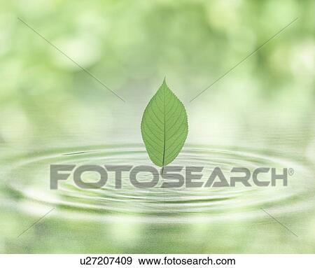 Stock Photo - Computer Graphic Image of Leaf and water ripples. Fotosearch