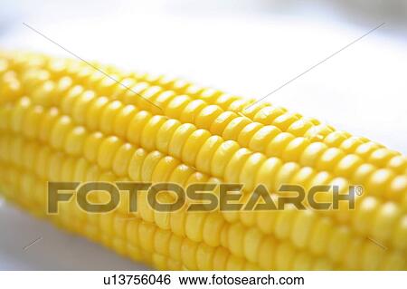 Stock Photograph - Corn. Fotosearch