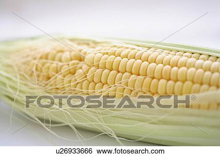 Stock Photograph - Corn. Fotosearch