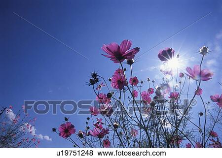 Stock Photo - Cosmos flowers. Chino, Nagano Prefecture, Japan. Fotosearch