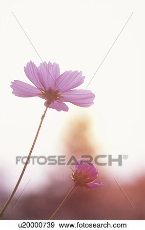 Cosmos flowers. Chino, Nagano Prefecture, Japan View Large Photo Image Stock Photo - Cosmos flowers. Chino, Nagano Prefecture, Japan. Fotosearch