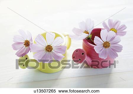 Cosmos flowers in watering can shaped vases View Large Photo Image Stock Photography - Cosmos flowers in watering can shaped vases. Fotosearch