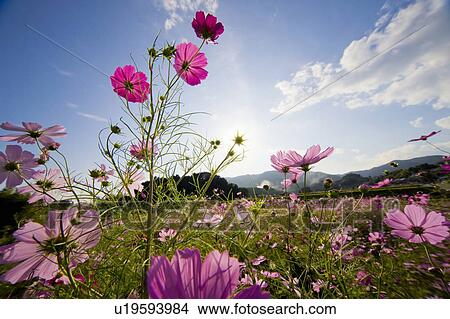 Picture - Cosmos flowers. Otsu, Shiga Prefecture, Japan. Fotosearch