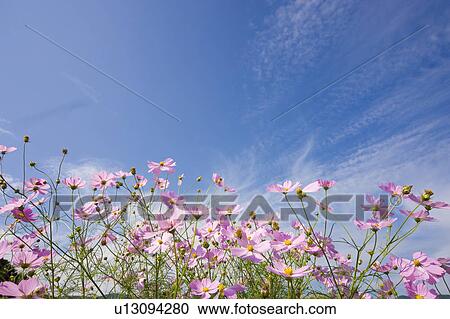 Stock Image - Cosmos flowers. Otsu, Shiga Prefecture, Japan. Fotosearch
