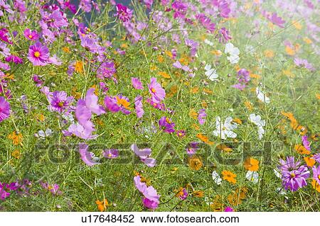 Stock Image - Cosmos flowers. Otsu, Shiga Prefecture, Japan. Fotosearch