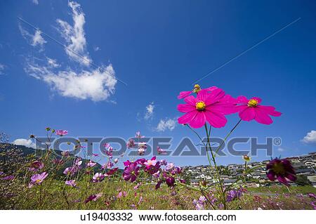 Cosmos flowers. Otsu, Shiga Prefecture, Japan View Large Photo Image Stock Image - Cosmos flowers. Otsu, Shiga Prefecture, Japan. Fotosearch