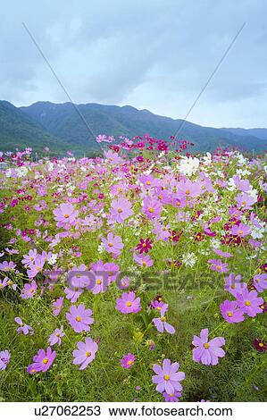 Stock Image - Cosmos flowers. Otsu, Shiga Prefecture, Japan. Fotosearch