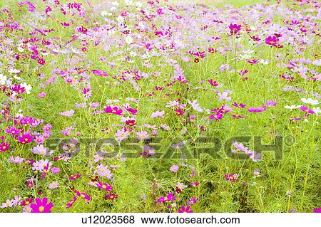 Cosmos flowers. Otsu, Shiga Prefecture, Japan View Large Photo Image Stock Photo - Cosmos flowers. Otsu, Shiga Prefecture, Japan. Fotosearch