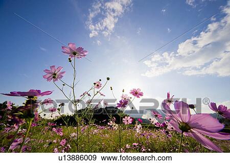 Cosmos flowers. Otsu, Shiga Prefecture, Japan View Large Photo Image Stock Photo - Cosmos flowers. Otsu, Shiga Prefecture, Japan. Fotosearch