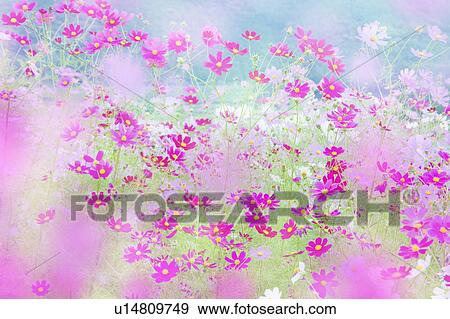 Stock Photo - Cosmos flowers. Otsu, Shiga Prefecture, Japan. Fotosearch