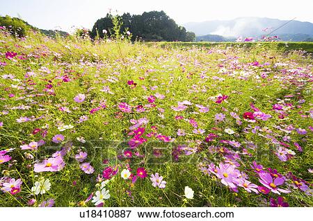 Stock Photo - Cosmos flowers. Otsu, Shiga Prefecture, Japan. Fotosearch