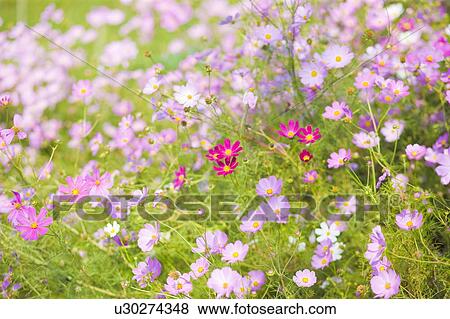 Stock Photo - Cosmos flowers. Otsu, Shiga Prefecture, Japan. Fotosearch
