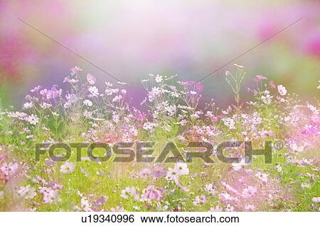 Stock Photograph - Cosmos flowers. Otsu, Shiga Prefecture, Japan. Fotosearch