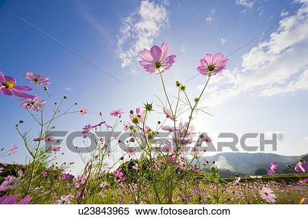 Stock Photography - Cosmos flowers. Otsu, Shiga Prefecture, Japan. Fotosearch