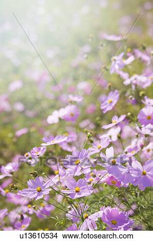 Picture - Cosmos flowers. Fotosearch