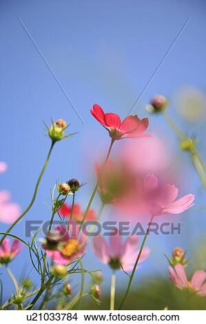 Picture - Cosmos flowers. Fotosearch
