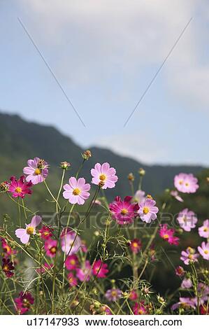 Stock Image - Cosmos flowers. Fotosearch