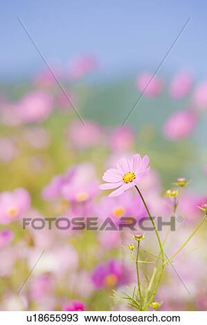 Cosmos flowers View Large Photo Image Stock Image - Cosmos flowers. Fotosearch