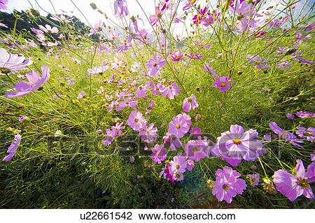 Stock Image - Cosmos flowers. Fotosearch