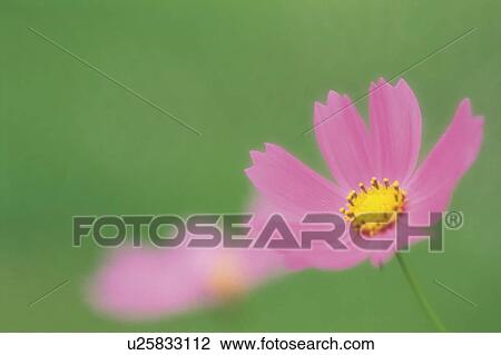 Cosmos flowers View Large Photo Image Stock Image - Cosmos flowers. Fotosearch