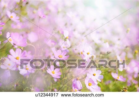 Cosmos flowers View Large Photo Image Stock Photo - Cosmos flowers. Fotosearch
