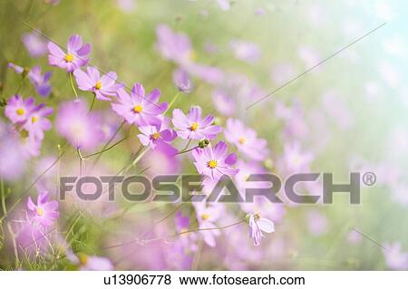 Stock Photo - Cosmos flowers. Fotosearch