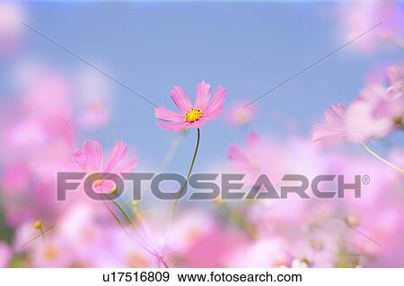 Stock Photo - Cosmos flowers. Fotosearch